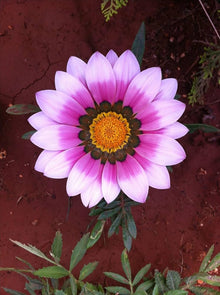 Gazania Rigens Seeds valued for purple Gardening