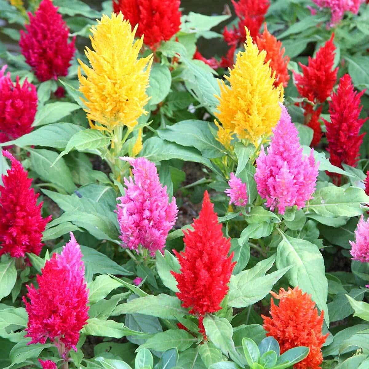 Heirloom Plumosa Celosia Spicata Seeds