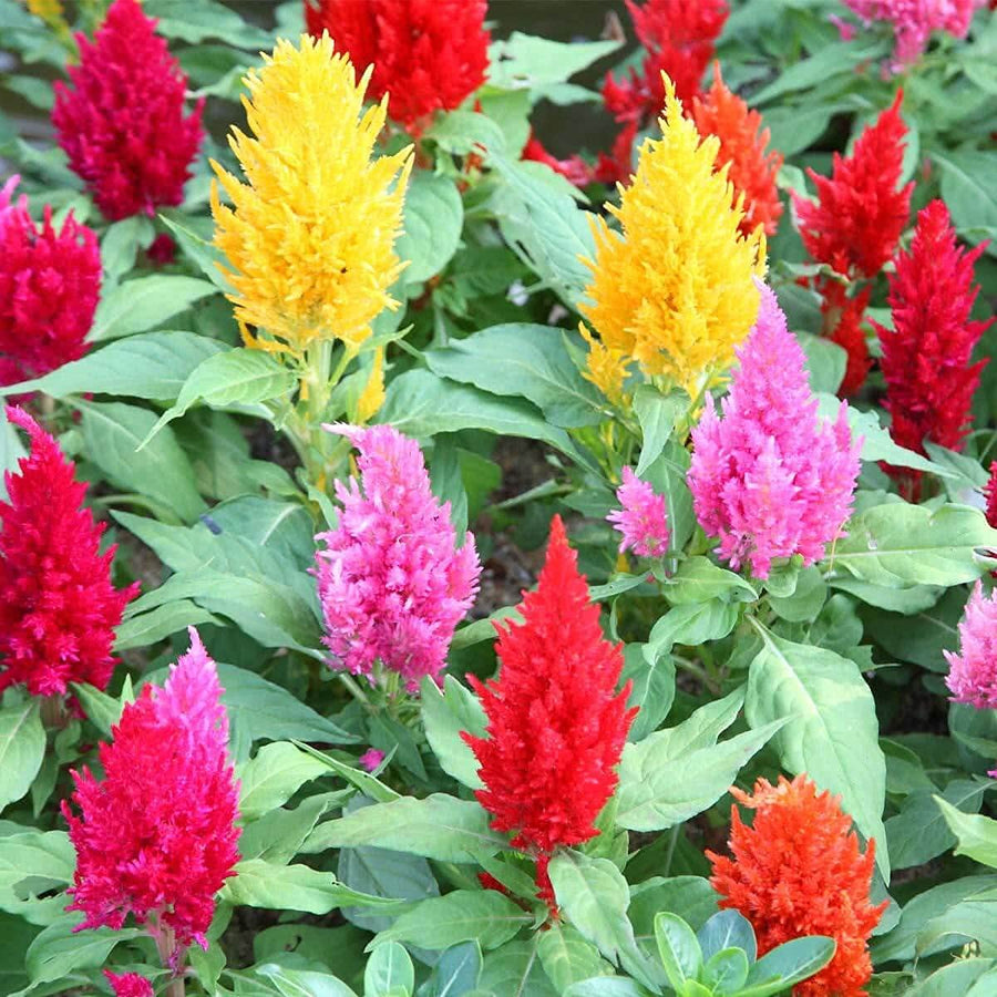 Heirloom Plumosa Celosia Spicata Seeds