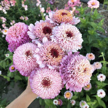 Zinnia Zinnia Elegans Zinderella Lilac Seeds known for home Cut Flower Arrangements