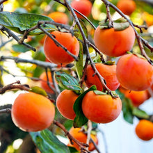 Persimmon Diospyros Kaki Seeds for a lasting display in the Exotic Garden