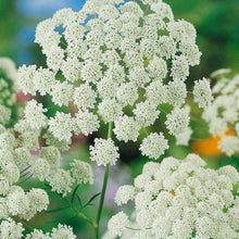 Organic Bishop Seeds for growers seeking a long-blooming display