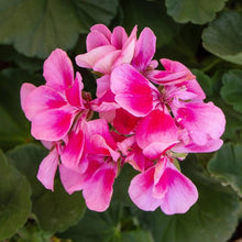 Geranium Pelargonium × hortorum Logro Nano Deep Rose flower Seeds for growers filling out the containers or borders