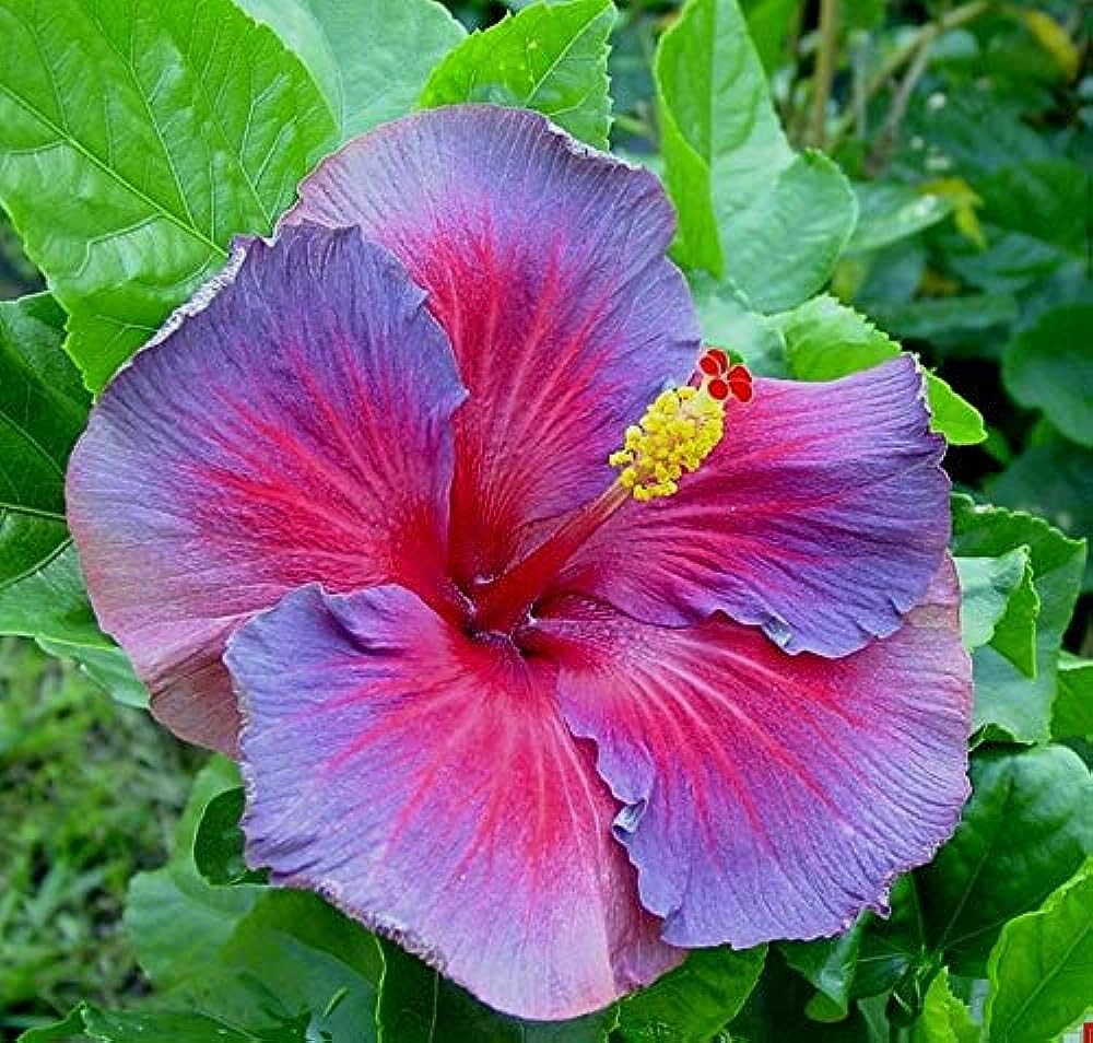 Hibiscus Hibiscus Rosa-Sinensis Rare Purple Flower Seeds for Planting – Perfect for Home Garden and Tropical Landscaping