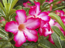 Rose Rosa Hybrida Seeds for colorful blooms in the Garden Beds, Bouquets, and Decorative Borders
