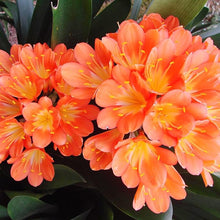 Clivia Seeds for growers filling out the Garden or Pots