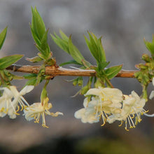 Lonicera Fragrantissima Seeds for gardeners building out beds and borders