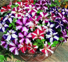 Double Petunia Seeds (Petunia hybrida) for a bright addition to the hanging baskets and flower beds