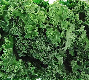 Kale Garden for planting in home garden.