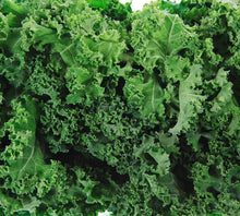 Kale Seeds for home growers seeking a reliable harvest