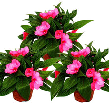 New Guinea Impatiens Divine Lavender flower seeds for colorful tropical displays