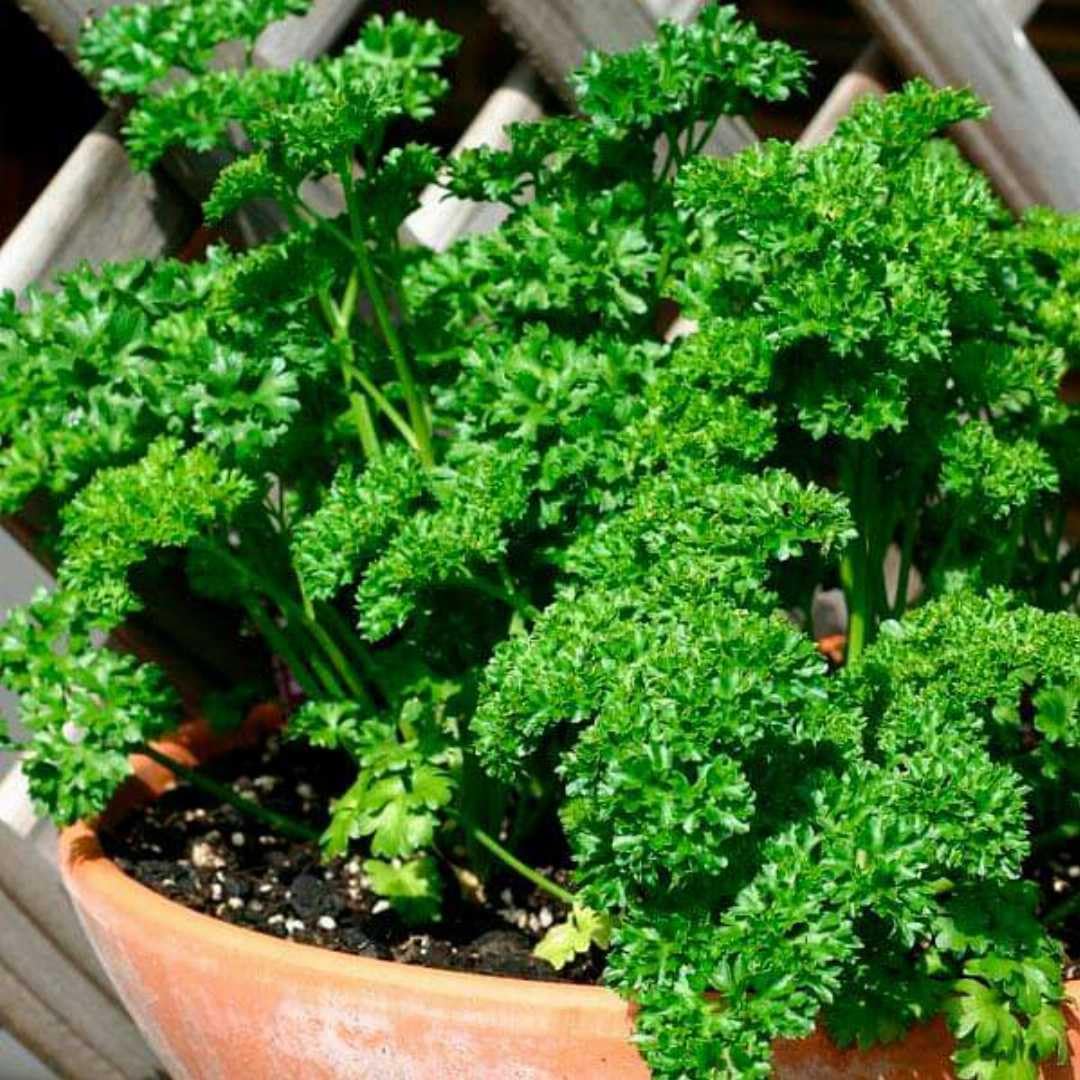 Green Parsley Plants for a fragrant addition to the herb patch