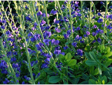 Blue Wild Indigo Seeds for growers filling out the garden flower bed