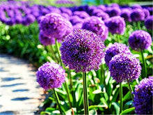 Giant Allium Allium Giganteum flower Seeds for seasonal color across the vertical garden pots and backyard landscaping