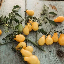 Tomato Heirloom Yellow Pear Seeds valued by growers for sweet, Pear-Shaped Tomatoes