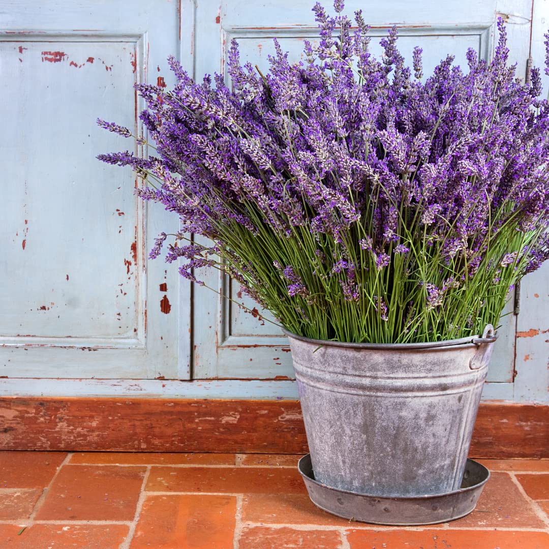 Lavender Lavandula Angustifolia Seeds for planting in aromatic garden