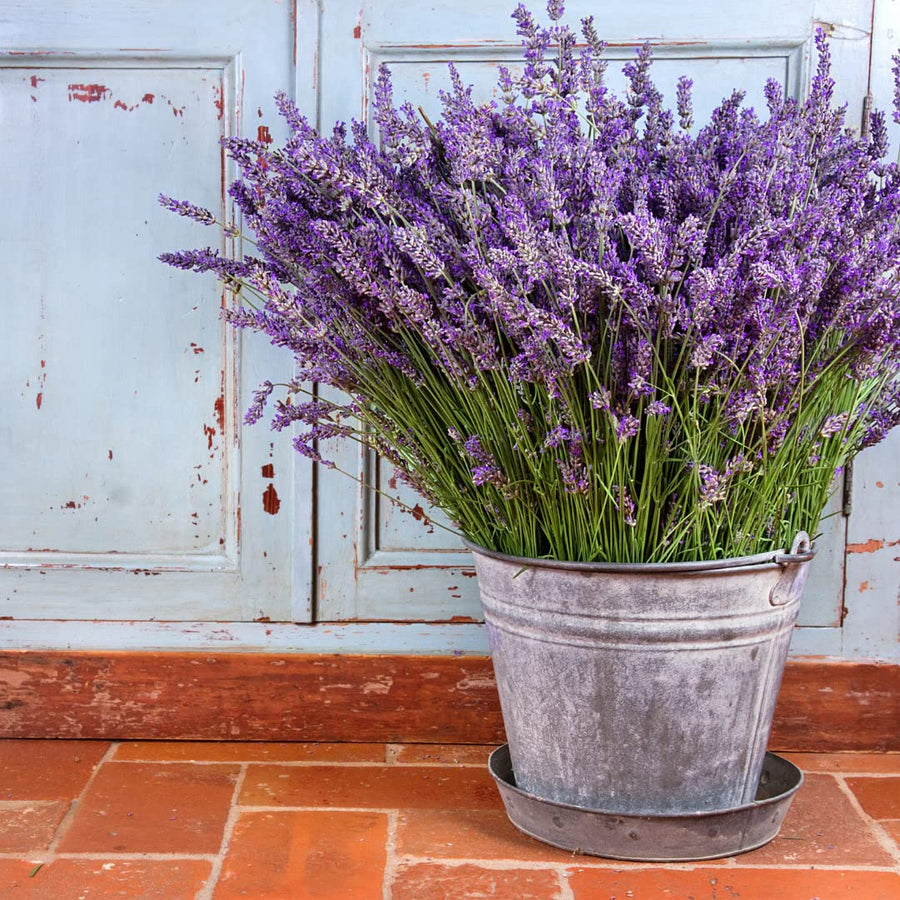 Lavender Lavandula Angustifolia Seeds for planting in aromatic garden