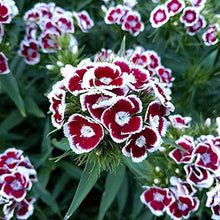Carnation Seeds (Dianthus caryophyllus) for colorful blooms in the home garden beds