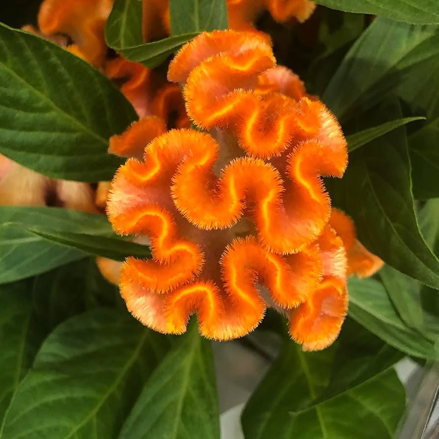 Orange Cockscomb (Celosia argentea) seeds for garden display