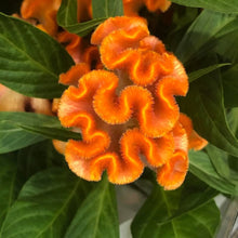 Orange Cockscomb (Celosia argentea) seeds for garden display