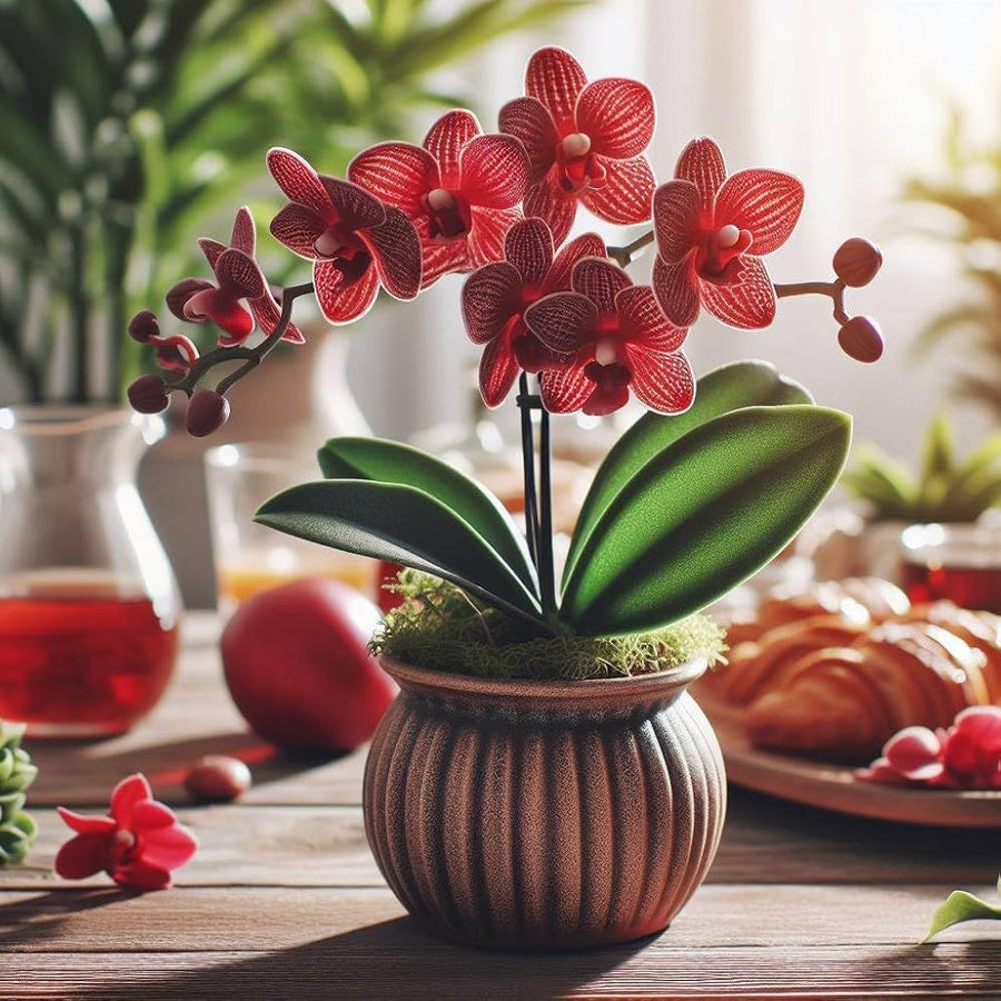 Orchid Phalaenopsis Aphrodite Flower Seeds for Planting in Indoor Pots and Balcony Gardens - for planting in home garden