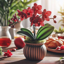 Hydroponic Phalaenopsis Orchid Seeds
