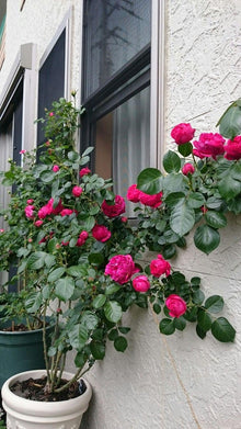 Climbing Rose Seeds for training up trellises and fences