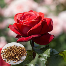Rose Seeds for growers seeking a long-blooming display