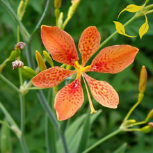 Lily Iris Domestica Blackberry Seeds for a homegrown harvest from the Pollinator Wildflower Beds