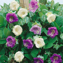 Cup & Saucer Flower Mix Colors Seeds for growers seeking a long-blooming display