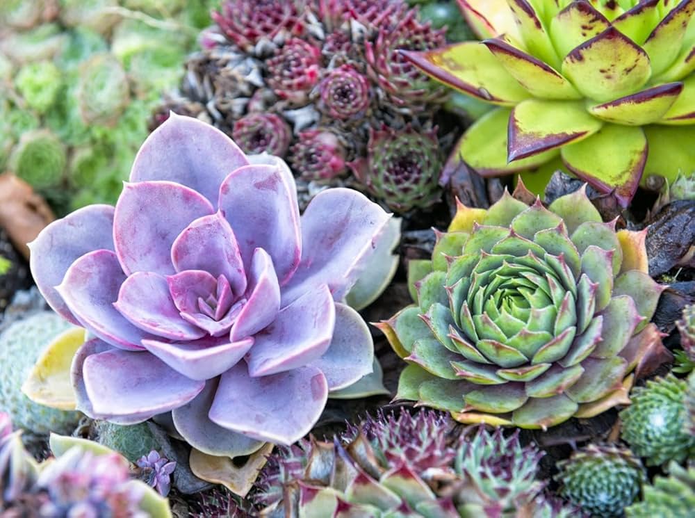 Light Yellow Succulent Seeds for a lasting addition to the Rare Sempervivum, Bonsai Pot