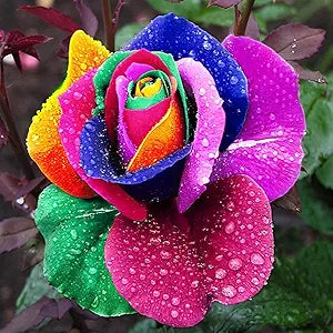 Rose Rosa Hybrida Holland Rainbow Flower Seeds for Planting – Unique Color Blend for Garden Beds and Floral Displays