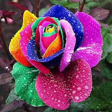 Rose Rosa Hybrida Holland Rainbow Flower Seeds for Planting – Unique Color Blend for Garden Beds and Floral Displays