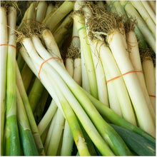 White Bunching Onion Seeds (Allium fistulosum) valued by growers for culinary Use
