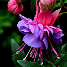 Fuchsias Potted Flowers DIY Seeds for a colorful addition to any planting