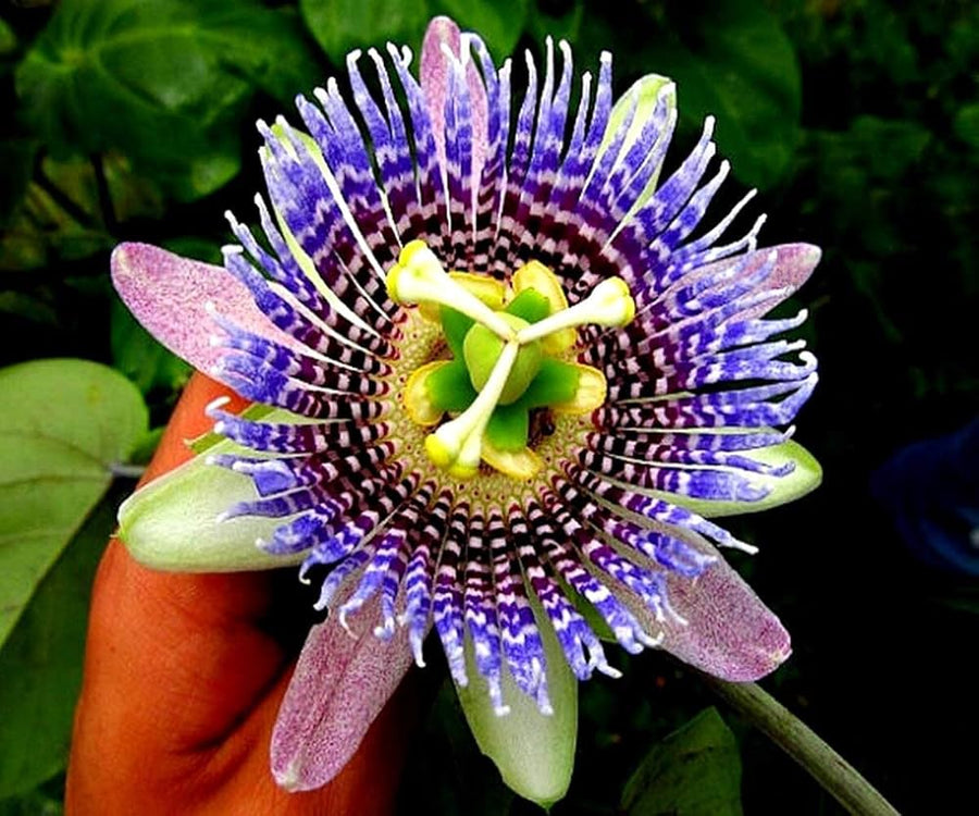 Passiflora Passion Flower seeds pack for bonsai and vine planting