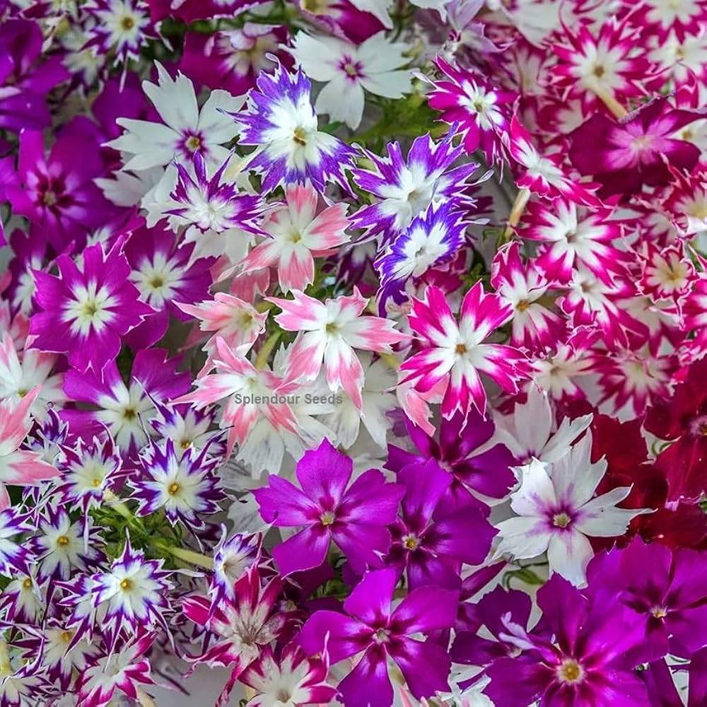 Mixed Pink Flower Seeds for planting in flower bed
