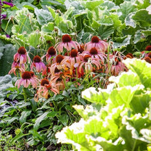 Heirloom Roter Rubin Echinacea Perennial Sonnenhut Seeds known for beautiful, Long-Lasting Purple Blooms