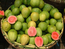 Guava tropical fruit seeds for edible fruit and Zierobstbaum trees