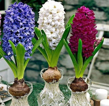 Hyacinth Seeds (Hyacinthus spp.) for seasonal color across the Flower Bed