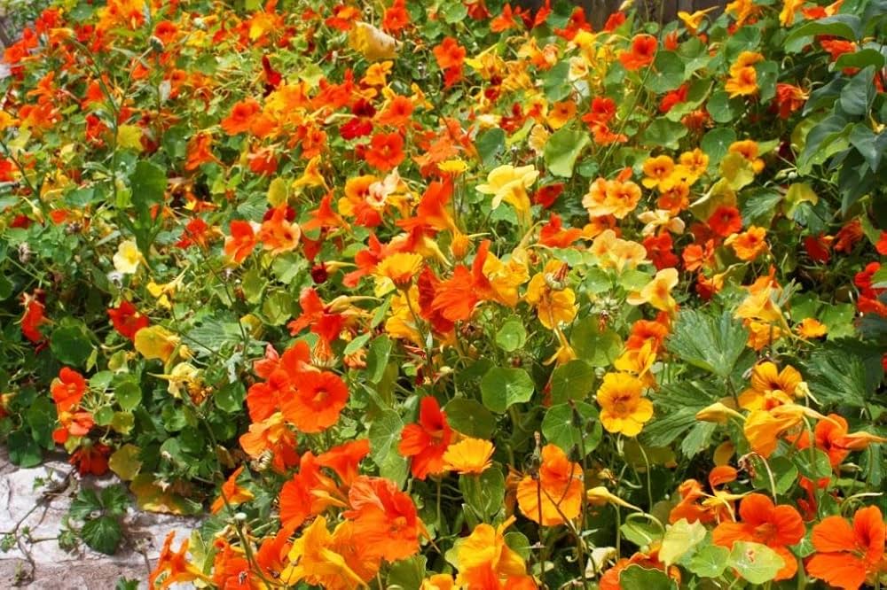 Nasturtium Flower ��������� Tropaeolum majus ��������� for planting in red yellow garden