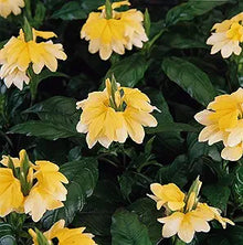 Crossandra Seeds (Crossandra infundibuliformis) for seasonal color across the Flower Bed & Garden