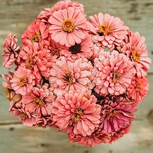 Zinnia Zinnia Elegans Luminosa Flower Seeds for Planting – Bright Blooms for Garden Beds and Pollinator Gardens