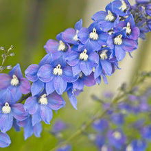Delphinium "Ajacis" Blue Seeds for growers filling out the Garden