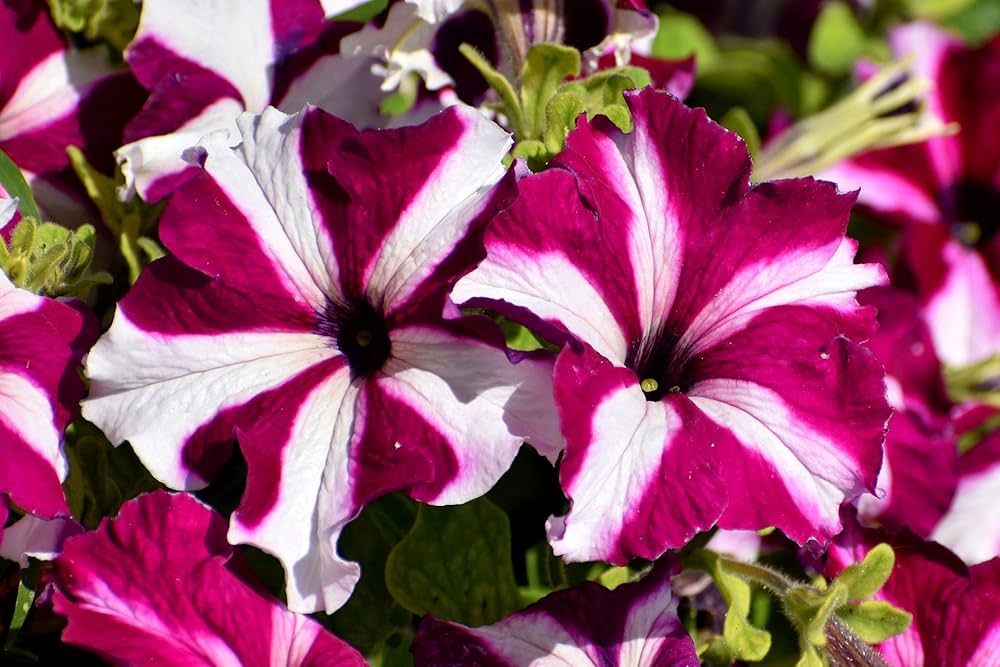Petunia Flower ��������� Petunia spp. ��������� for planting in white pink garden