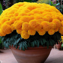 Helenium Hoopesi Golden Seeds for a lasting display in the flower bed