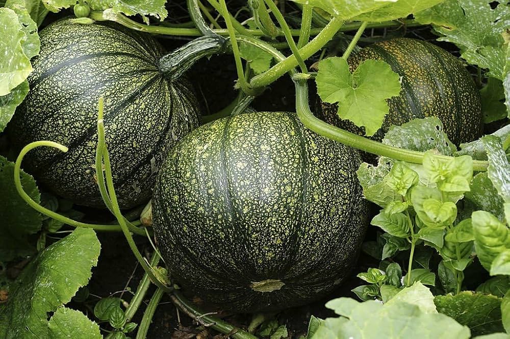 Wolf pumpkin seeds large fruit