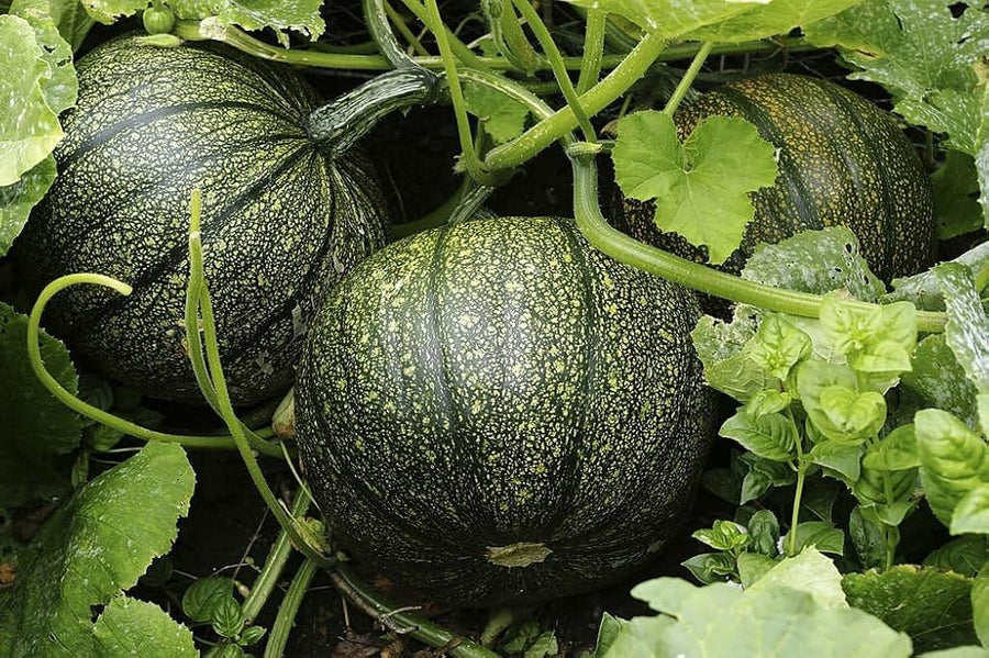 Wolf pumpkin seeds large fruit