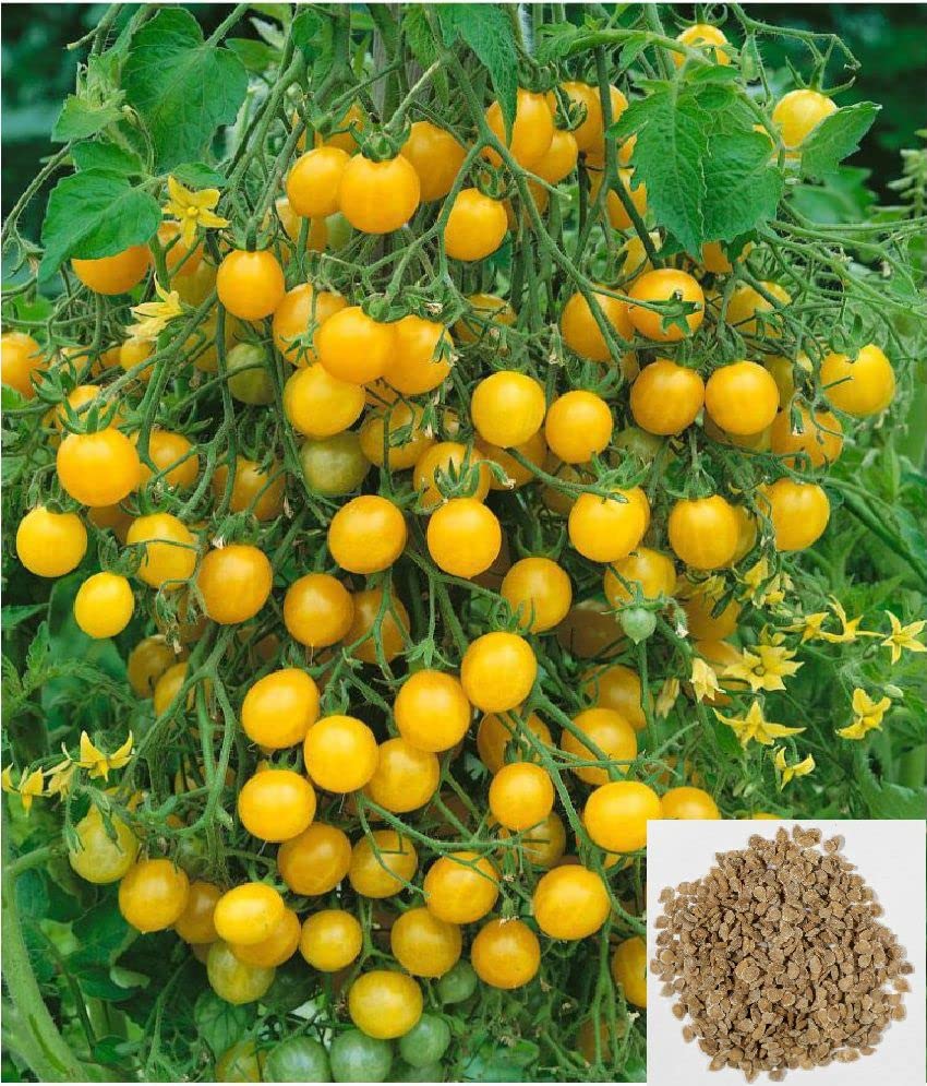 Manyel (Seeds – Yellow Tomato Variety) for planting in garden