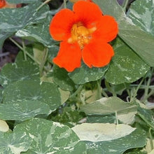 Wildflower Nasturtium Mix Seeds for growers seeking a long-blooming display